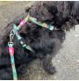 Muestra arnes Max & Molly Donut para perros puesto