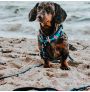 Perro en la playa con arnés y correa Frenzy the Shark de max & molly