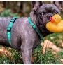 Perro llevando arnés Duckling de Max & Molly puesto