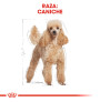 Royal canin caniche adult