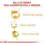 Royal canin caniche adult