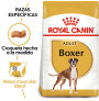 Royal canin boxer adult