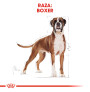 Royal canin boxer adult