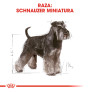 Royal canin schnauzer adult