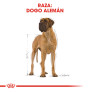 Royal canin gran danés adult