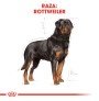 Royal canin rottweiler adult
