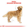Royal canin golden retriever adult