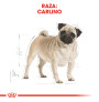 Royal canin carlino adult