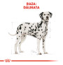 Royal canin dálmata adult