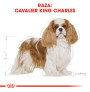 Royal canin cavalier king charles adult