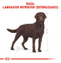 Royal canin labrador retriever adult sterilised