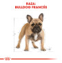 Royal canin bulldog francés adult