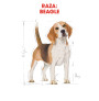 Royal canin beagle adult