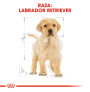 Royal canin labrador junior