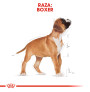 Royal canin boxer junior