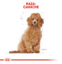 Royal canin caniche puppy