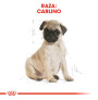 Royal canin carlino junior