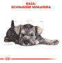 Royal canin schnauzer junior