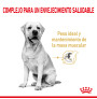 Royal canin labrador retriever adult 5+