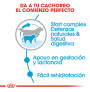 Royal canin giant starter para cachorros y madres