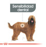 Royal canin maxi dental care para perros
