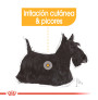 Royal canin mini dermacomfort para perros