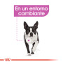 Royal canin mini relax care para cachorros