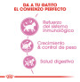 Royal canin kitten sterilised para gatitos esterilizados