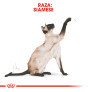 Royal canin siamese