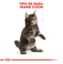Royal canin kitten maine coon